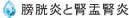 膀胱炎と腎盂腎炎